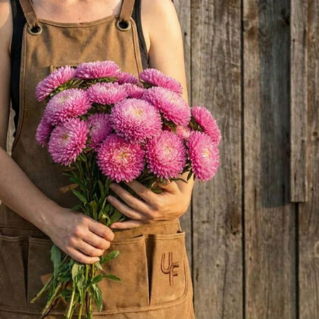 Bonita Pink, Aster Seeds - Packet image number null